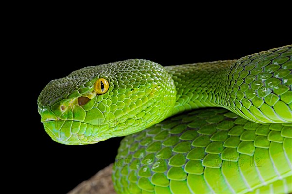 Green Pit Viper (Trimeresurus albolabris)