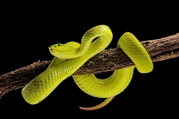 Flores Pit Viper (Trimeresurus insularis)