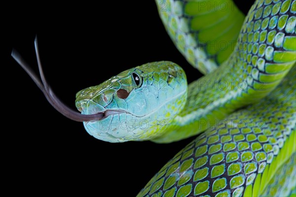 Hagen's green Pitviper (Trimeresurus hageni)