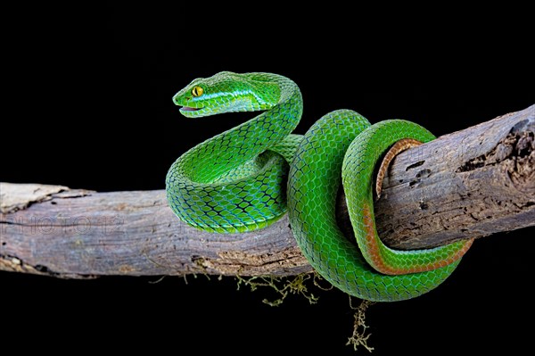 Large-eyed pitviper (Trimeresurus macrops)