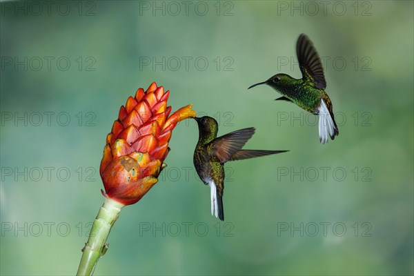 Two male Black-bellied Hummingbirds (Eupherusa nigriventris) feeding on a Costus flower