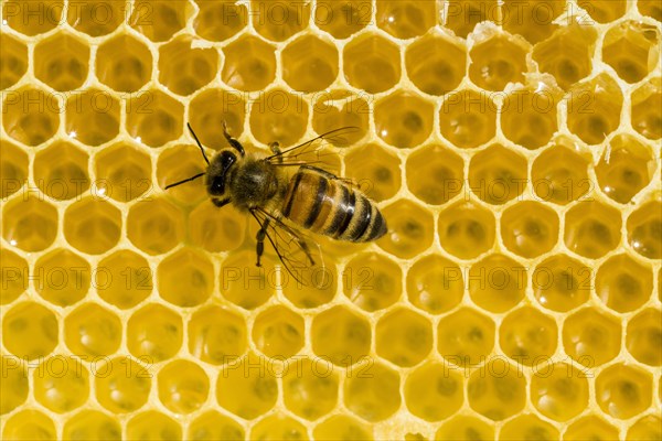 A Carniolan honey bee (Apis mellifera carnica) on a honeycomb