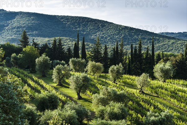 Typical green Tuscany landscape with cypresses