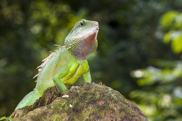 Chinese water dragon (Physignathus cocincinus) on a rock