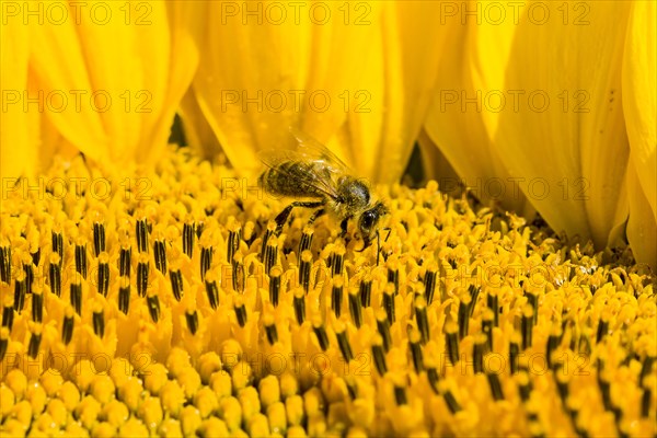 Carniolan honey bee (Apis mellifera carnica) is collecting nectar at a common sunflower (Helianthus annuus) blossom