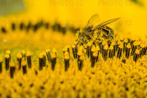 Carniolan honey bee (Apis mellifera carnica) is collecting nectar at a common sunflower (Helianthus annuus) blossom