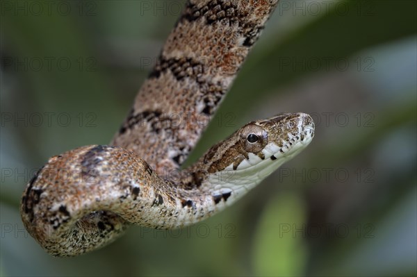 Juvenile Mahogany Ratsnake (Phrynonax poecilonotus)