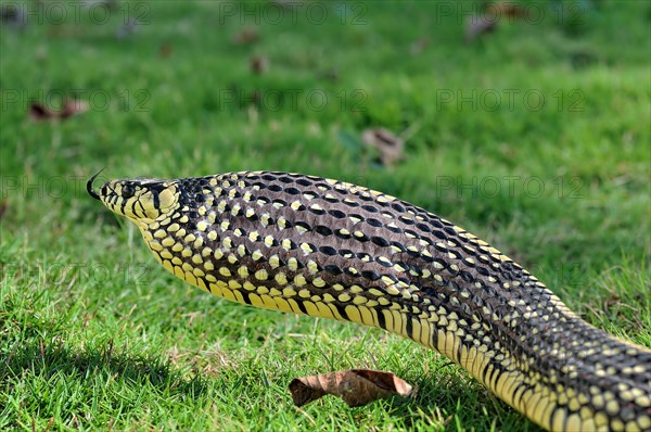 Tropical Ratsnake (Spilotes pullatus)