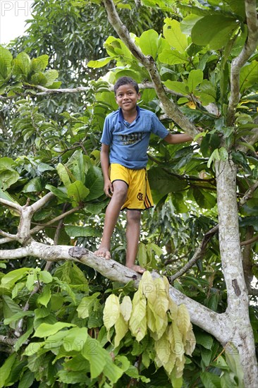 Boy climbing in a tree