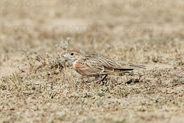 White-winged Lark (Melanocorypha leucoptera)