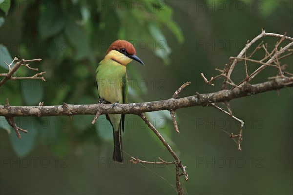 Chestnut-headed Bee-eater (Merops leschenaulti)