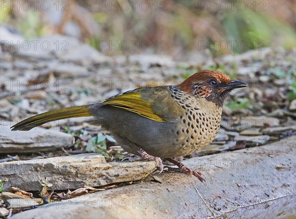 Chestnut crowned laughingthrush (Garrulax erythrocephalus) adult