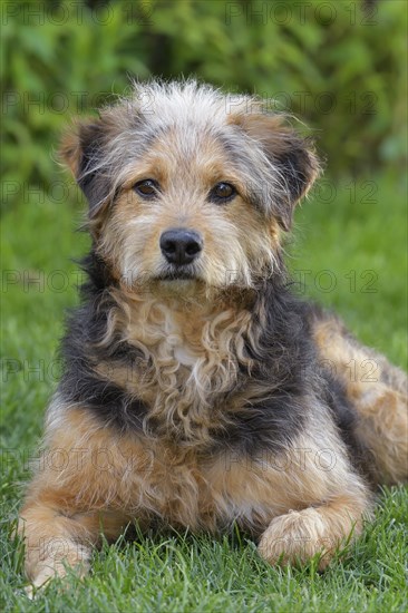 Bosnian Coarse-haired Hound or Barak dog (canis lupus familiaris)