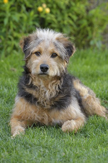 Bosnian Coarse-haired Hound or Barak dog (canis lupus familiaris)