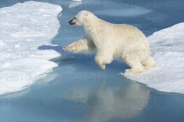 Male polar bear (Ursus maritimus) on ice