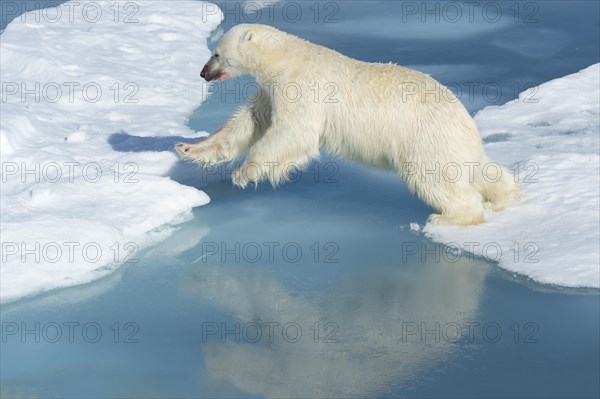 Male polar bear (Ursus maritimus) on ice