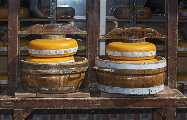 Traditional cheese press for Gouda cheese