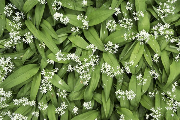 Wild garlic (Allium ursinum) with flowers