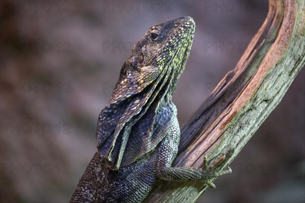 Frill-necked lizard (Chlamydosaurus kingii) on branch