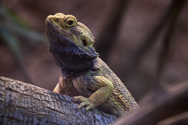 Central bearded dragon (Pogona vitticeps)