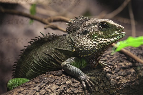 Green water dragon (Physignathus cocincinus) on branch