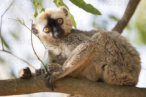 Red-fronted lemur (Eulemur rufifrons) sitting on branch