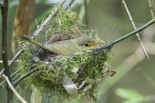 Spectacled tetraka (Xanthomixis zosterops) breeds in the nest