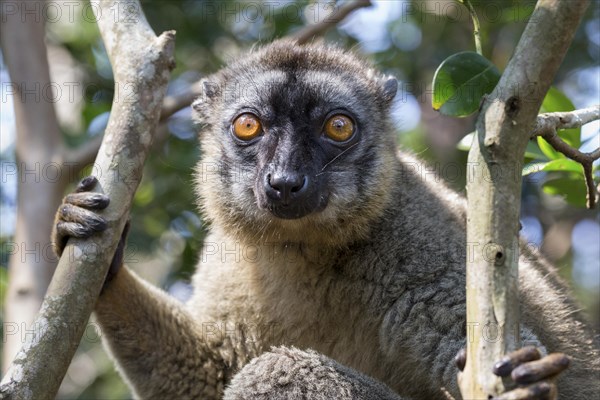 Red-fronted lemur (Eulemur rufifrons) sitting in tree