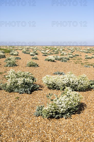 Sea Kale (Crambe maritima) in flower