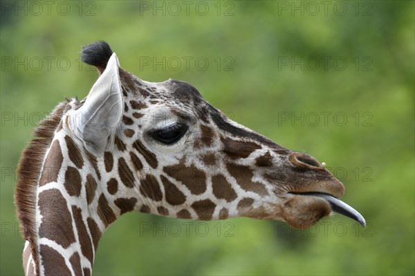 Reticulated Giraffe (Giraffa camelopardalis reticulata)