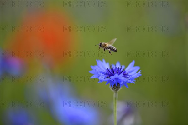 Honey Bee (Apis) flies over Cornflower (Centaurea cyanus)