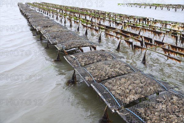 Pacific oyster (Crassostrea gigas)