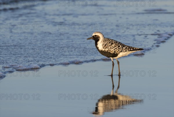 Black-bellied