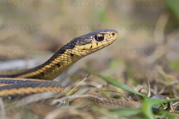 Common garter snake (Thamnophis sirtalis)