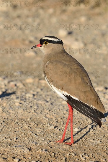 Crowned lapwing (Vanellus coronatus)