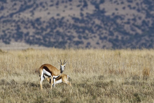 Springboks (Antidorcas marsupialis)