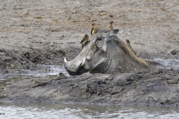 Common warthog (Phacochoerus africanus)