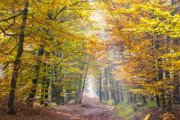 Way through autumn forest