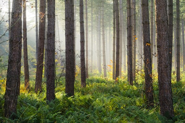 Light rays through trees in Hoge Kempen National Park in autumn