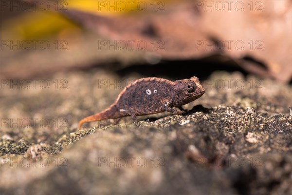 Earth Chameleon (Brookesia micra)