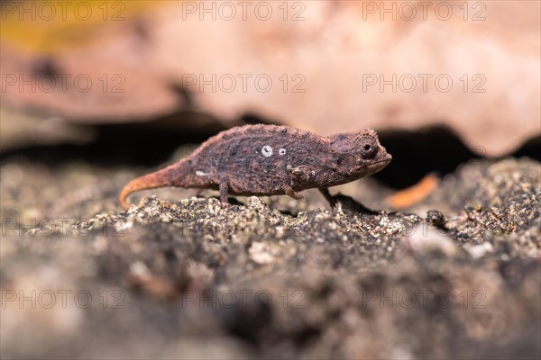 Earth Chameleon (Brookesia micra)