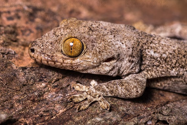 Blaesodactylus boivini (Blaesodactylus boivini)