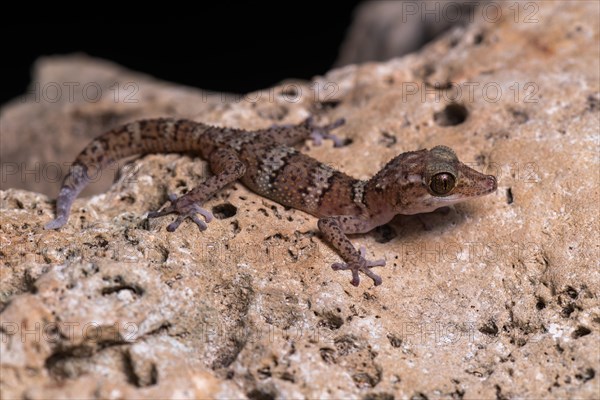 Paroedura fasciata (Paroedura fasciata)