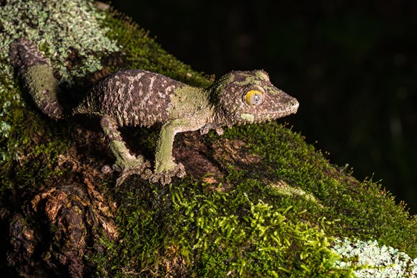 Mossy leaf-tailed gecko (Uroplatus sikorae)