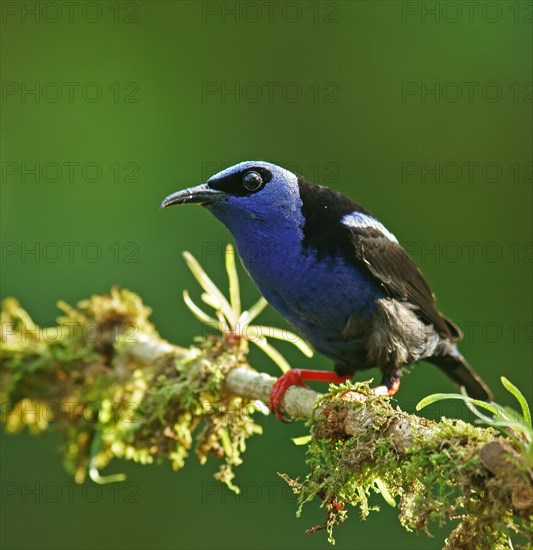 The red-legged honeycreeper (Cyanerpes cyaneus)