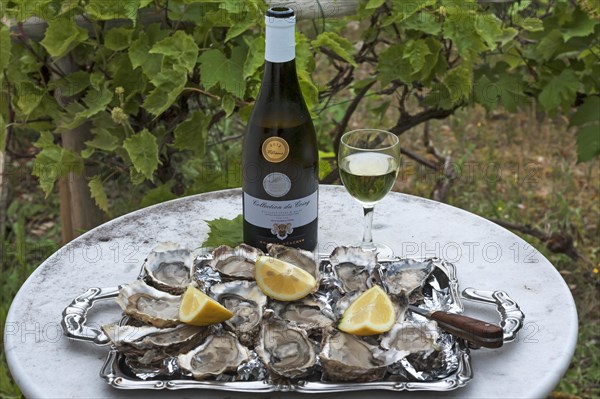 Fresh oysters (Ostreidae) with lemon and an oyster knife on a tray