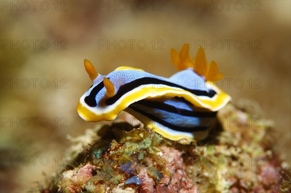 Chromodoris annae (Chromodoris annae)