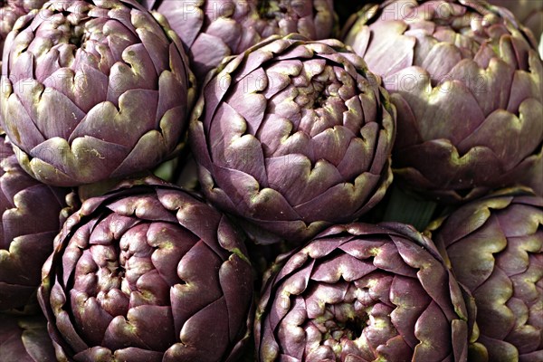 Artichoke (Cynara cardunculus