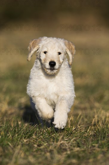 Goldendoodle running in meadow