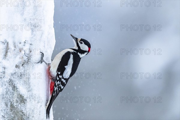 Great spotted woodpecker (Dendrocopos major) on a snowy tree trunk